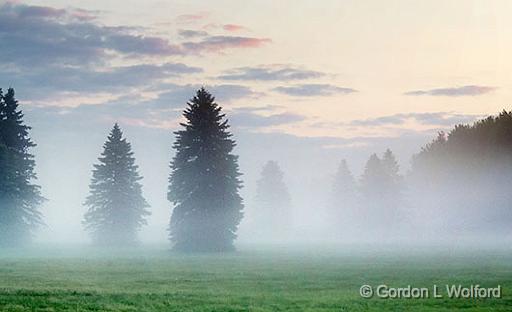 Pines In Fog_26782-3.jpg - Photographed near Smiths Falls, Ontario, Canada.